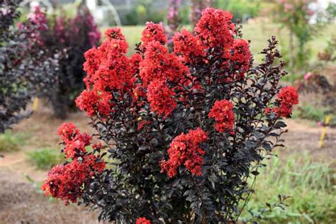 Lagerstroemia Sunset Magic: An Alluring Plant for All Seasons
